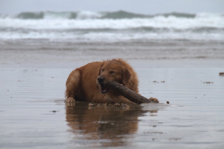 Golden Retriever eating a stick on Canon Beach