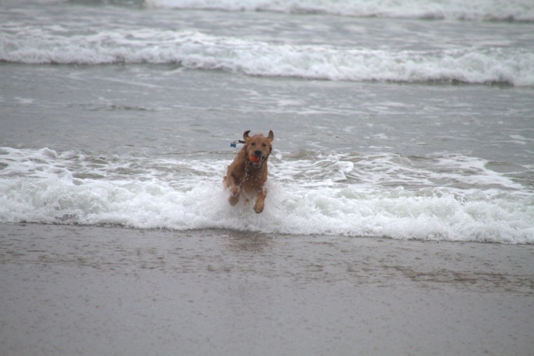 Golden Retriever Surfing and retrieving tennis ball on Canon Beach