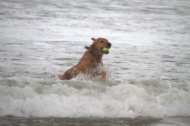 Golden Retriever Surfing at Canon Beach