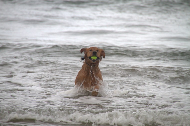 Golden Retriever fetches tennis ball in ocean