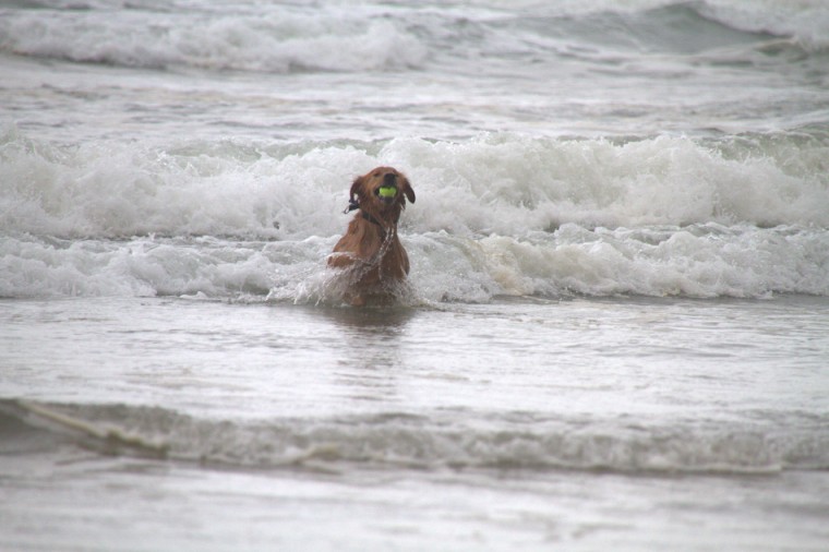 Golden Retriever surfing at Canon Beach in Ecola State Park