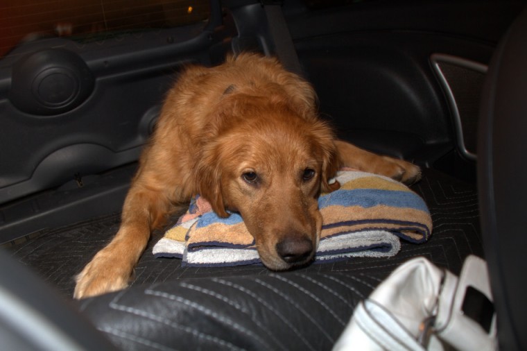 Golden Retriever shows his love for the back seat of a mini cooper