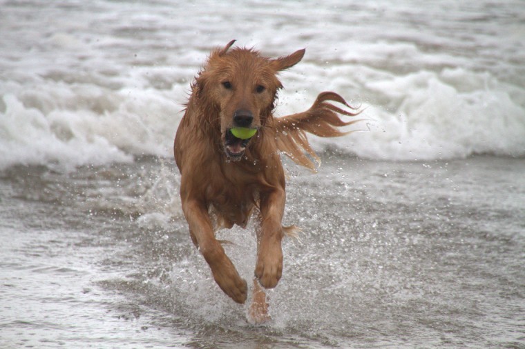 Golden Retriever Catches Tennis Ball at Canon Beach