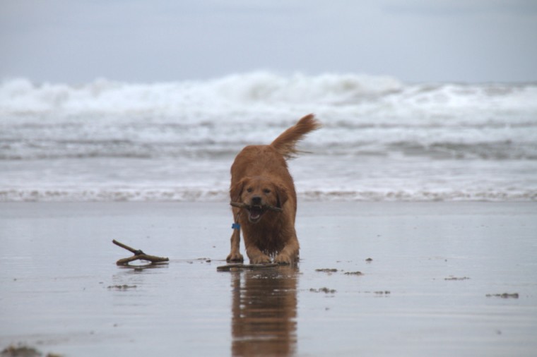 Golden Retriever ready to play on Canon Beach