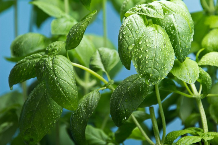 Basil Plants