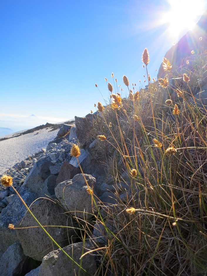 Wildflowers on Coopers Spur on Mount Hood
