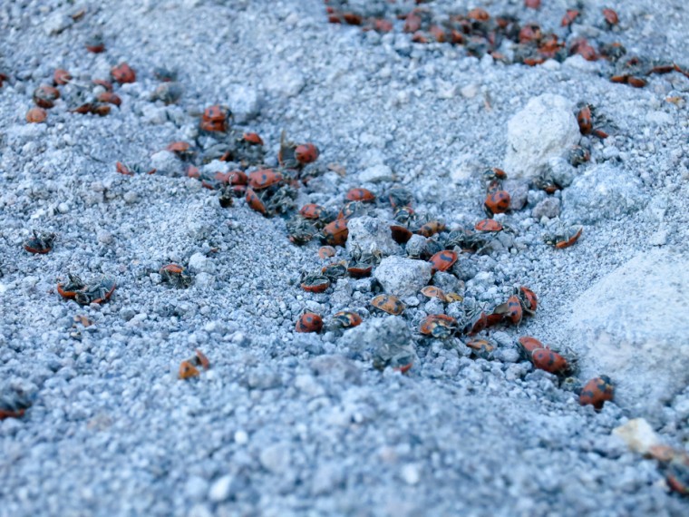 Lady Bug Orgy on Coopers Spur on Mount Hood