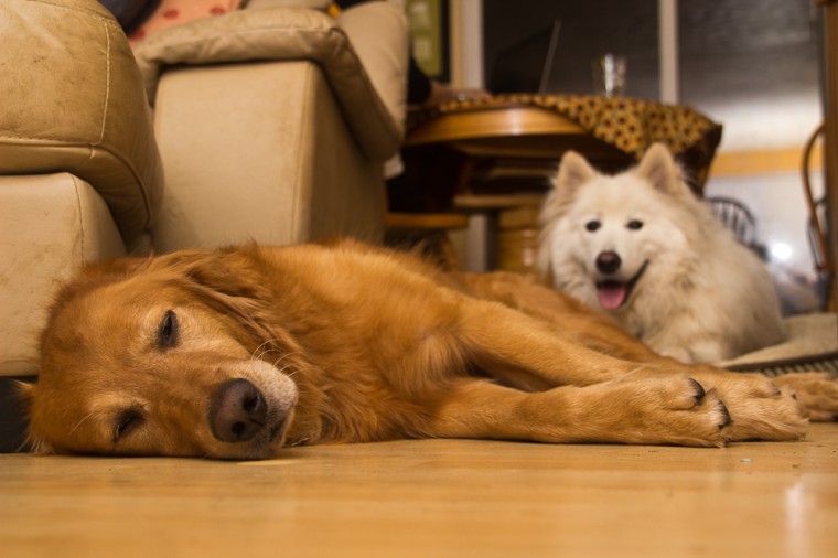 Lazy Golden Retriever with Samoyed
