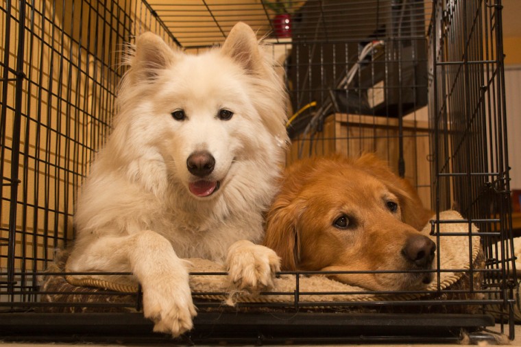 Samoyed and Golden Retriever in small kennel