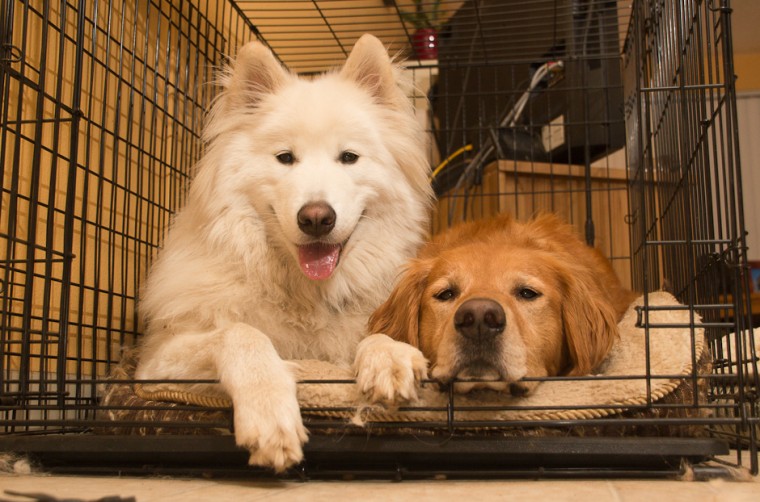 Samoyed and Golden Retriever in Kennel