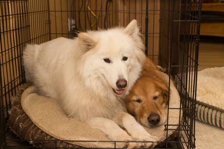 Samoyed and Golden Retriever in Kennel