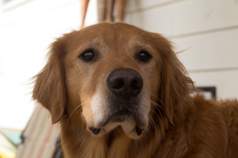 Dusty Dog