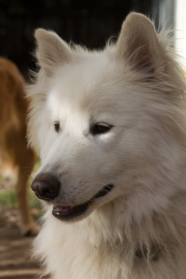 Loki Camera