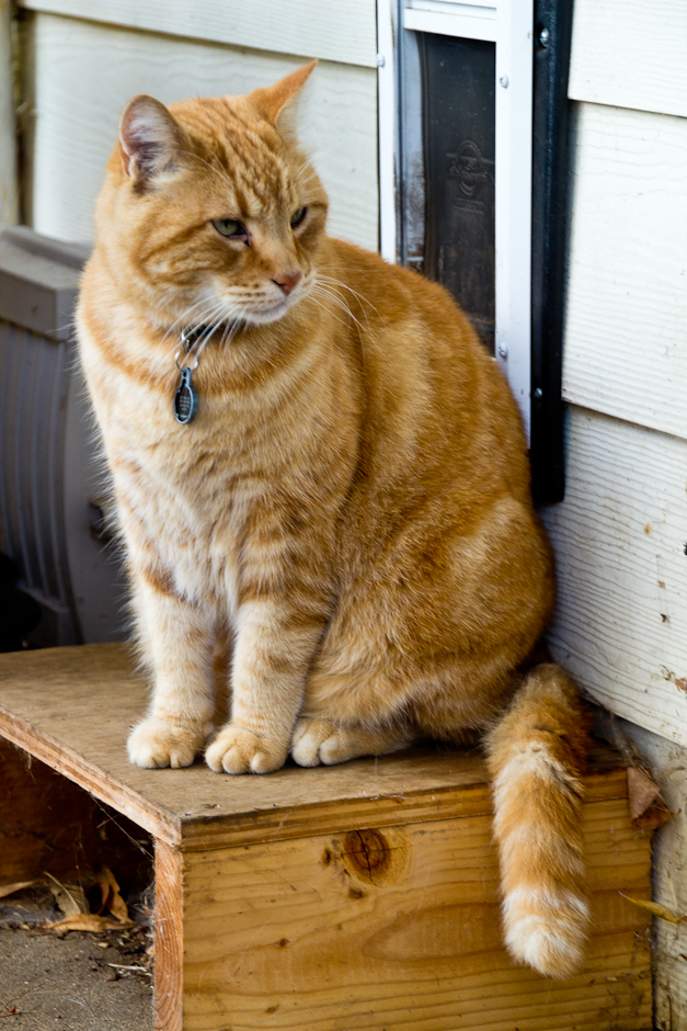 Simba stand near Cat door