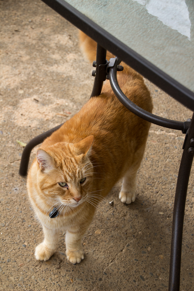 Simba next to table