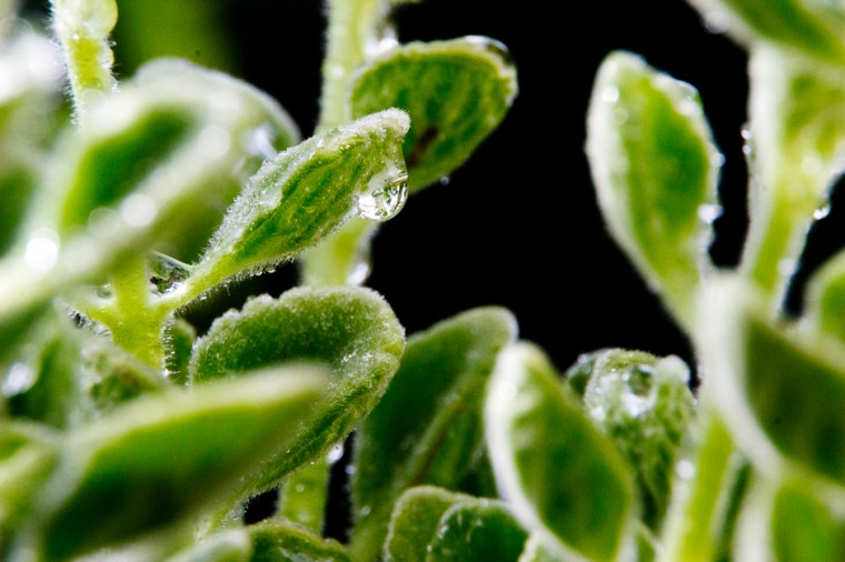 Macro Shot of water droplets on Mexican Oregano