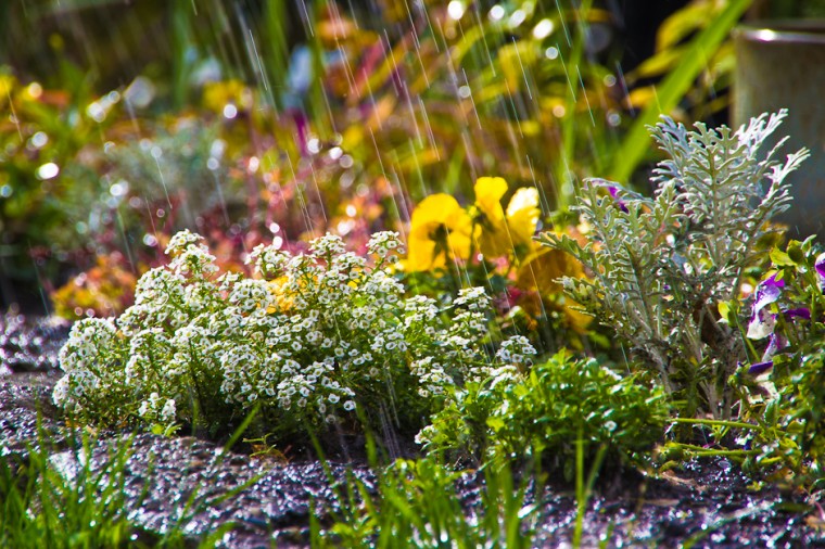 Raining on pansies and other fall flowers