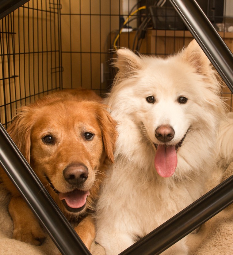 Golden Retriever & Samoyed in Frame