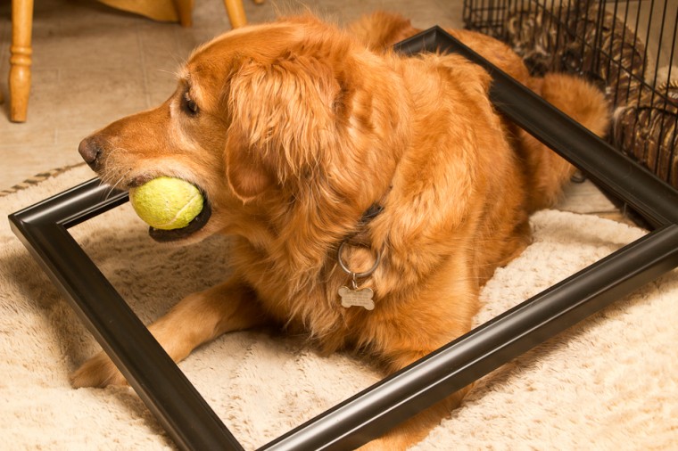 Golden Retriever in Frame