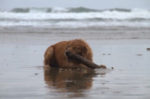 Golden Retriever eating a stick on Canon Beach