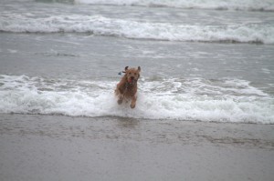 Golden Retriever Surfing and retrieving tennis ball on Canon Beach
