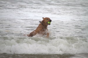 Golden Retriever Surfing at Canon Beach
