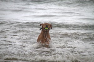 Golden Retriever fetches tennis ball in ocean