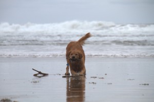 Golden Retriever ready to play on Canon Beach