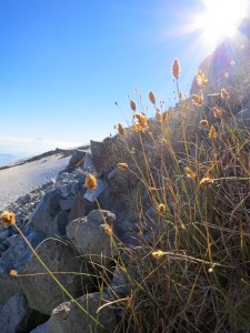 Wildflowers on Coopers Spur on Mount Hood