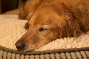 Golden Retriever Sleeping