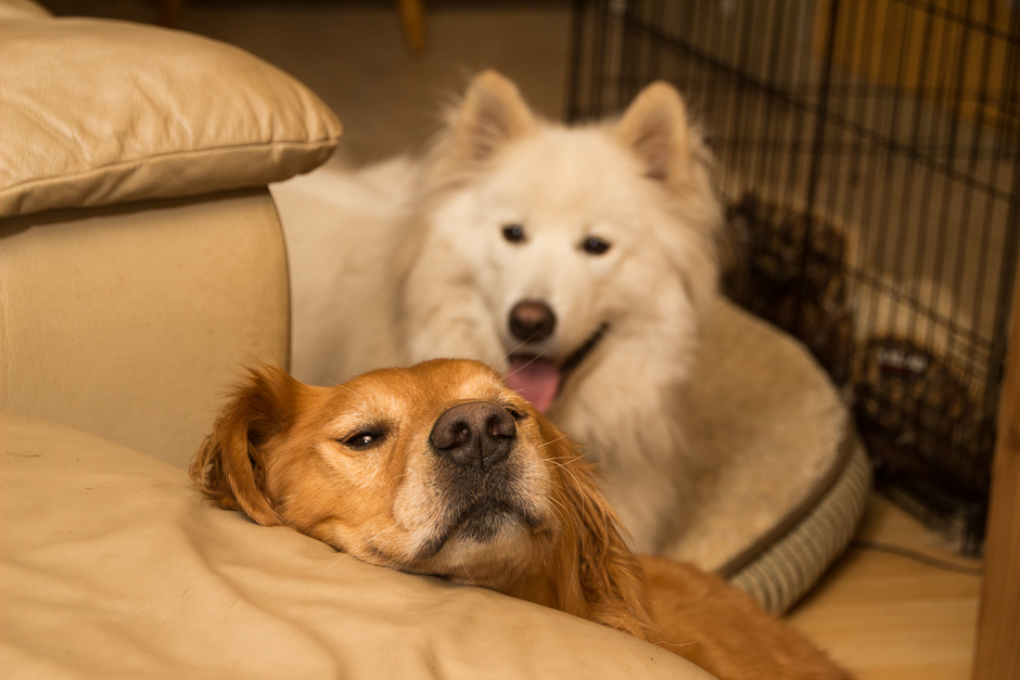 Golden Retriever Begging with Samoyed