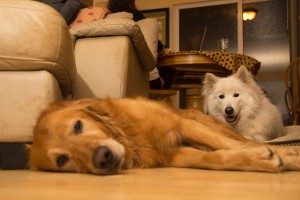 Samoyed with Sleeping Golden Retriever