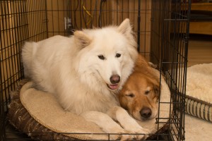 Samoyed and Golden Retriever in Kennel