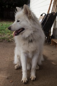 Loki, Samoyed, at 1.5 years old