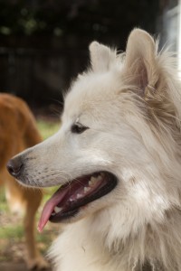 Loki Samoyed Smile