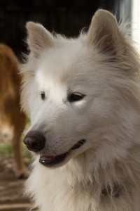Loki Camera