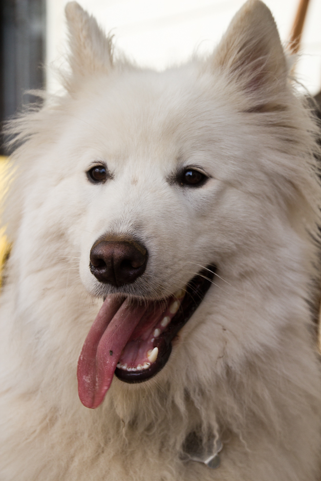 Samoyed Smiling with tongue out