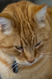 Simba close-up face shot