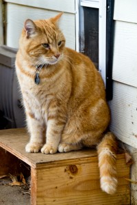 Simba stand near Cat door