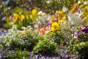 Rain falling on pansies in fall