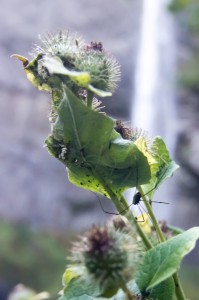 Spider with Latourell Falls in background