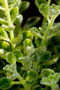 Mexican Oregano Plant with dew drops