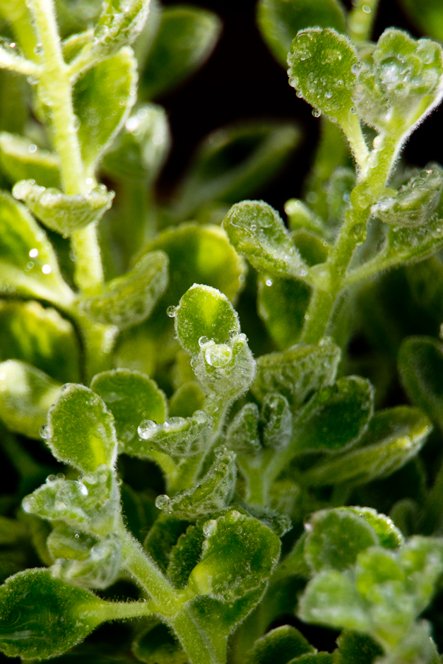 Mexican Oregano Plant with dew drops