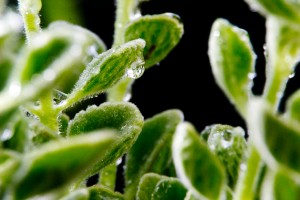 Macro Shot of water droplets on Mexican Oregano