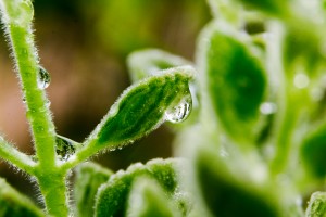 Macro photo of dew droplet on Mexican Oregano Leaf