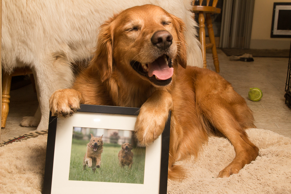 Golden Retriever holding frame of Golden Retrievers