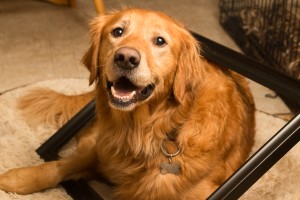 Golden Retriever inside frame